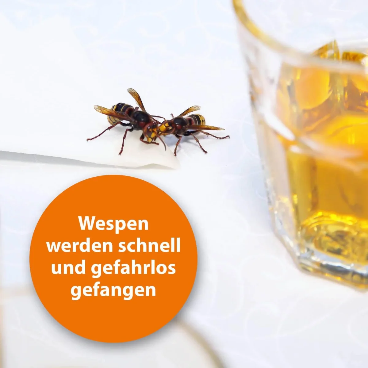 ARDAP Wespenfalle – Bild 3